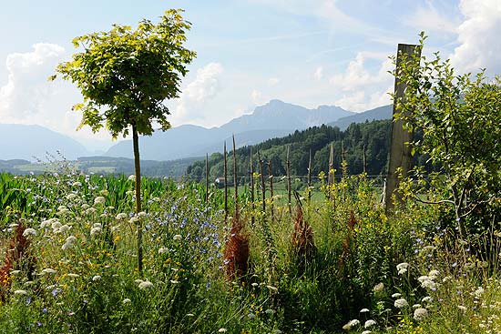 Gut Edermann: Blick auf Hochstaufen Untersberg Teisenberg (&copy;Foto. Gut Edermann)